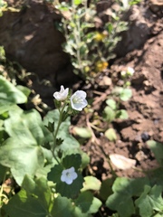 Phacelia viscida albiflora