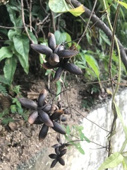 Distimake dissectus edentatus