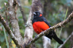 Anisognathus igniventris