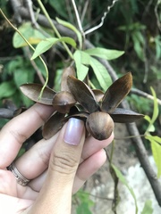 Distimake dissectus edentatus