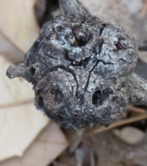 Callirhytis quercusbatatoides