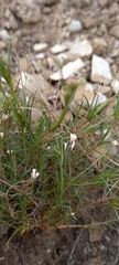 Asperula tephrocarpa