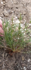Asperula tephrocarpa