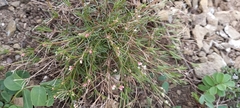 Asperula tephrocarpa