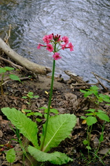Primula japonica