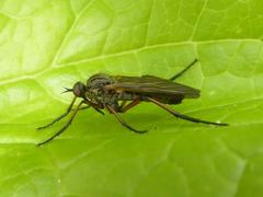 Empis opaca