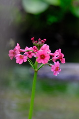 Primula japonica