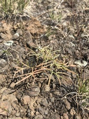 Lomatium lithosolamans