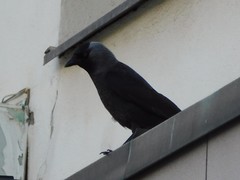 Corvus monedula