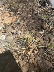 Lomatium lithosolamans