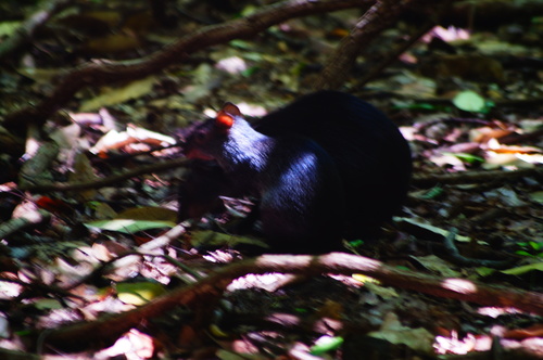 Mexican Agouti
