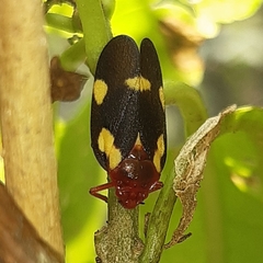 Sphenorhina limbata