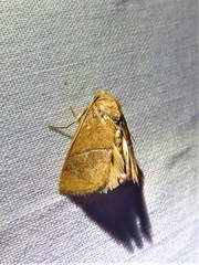 Apoda latomia