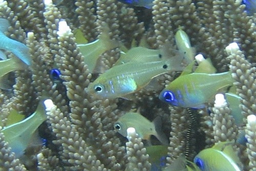Fragile cardinalfish (Zoramia fragilis) — Apogonidae