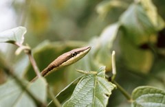 Oxybelis aeneus image