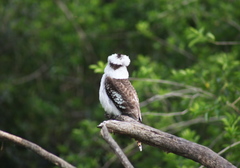 Dacelo novaeguineae novaeguineae