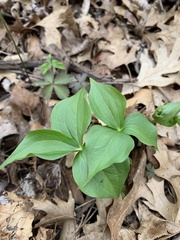 Trillium grandiflorum