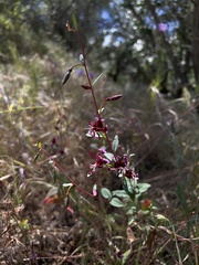 Clarkia springvillensis