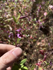 Clarkia springvillensis