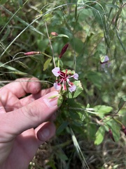 Clarkia springvillensis