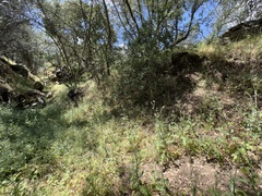 Clarkia springvillensis