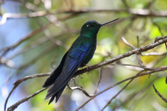 Pterophanes cyanopterus