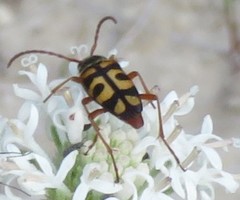 Typocerus sinuatus