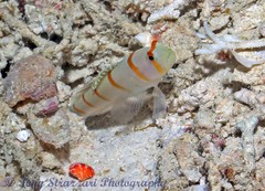 Amblyeleotris randalli