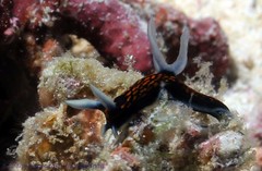 Roboastra gracilis