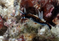 Roboastra gracilis