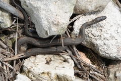 Nerodia fasciata × clarkii