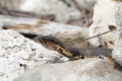 Nerodia fasciata × clarkii