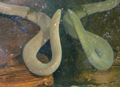 Cayenne Caecilian photo 1
