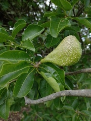 Aspidosperma pyrifolium