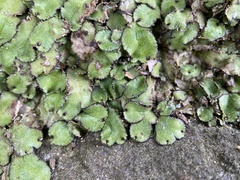 Reboulia hemisphaerica