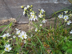 Cerastium strictum