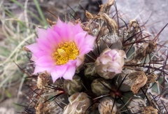 Sclerocactus glaucus