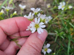 Cerastium strictum