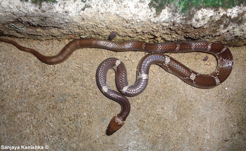 Photo of a Common Wolf Snake (aulicus) (Lycodon aulicus)