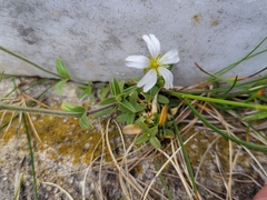 Cerastium strictum