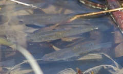 Fundulus diaphanus