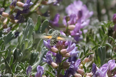 Proserpinus clarkiae