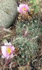 Sclerocactus glaucus