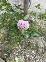 Trifolium pratense