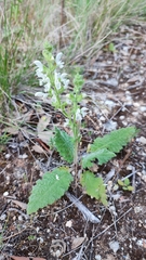 Salvia argentea