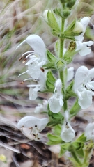 Salvia argentea