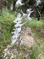 Delphinium carolinianum virescens
