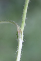 Doronicum plantagineum