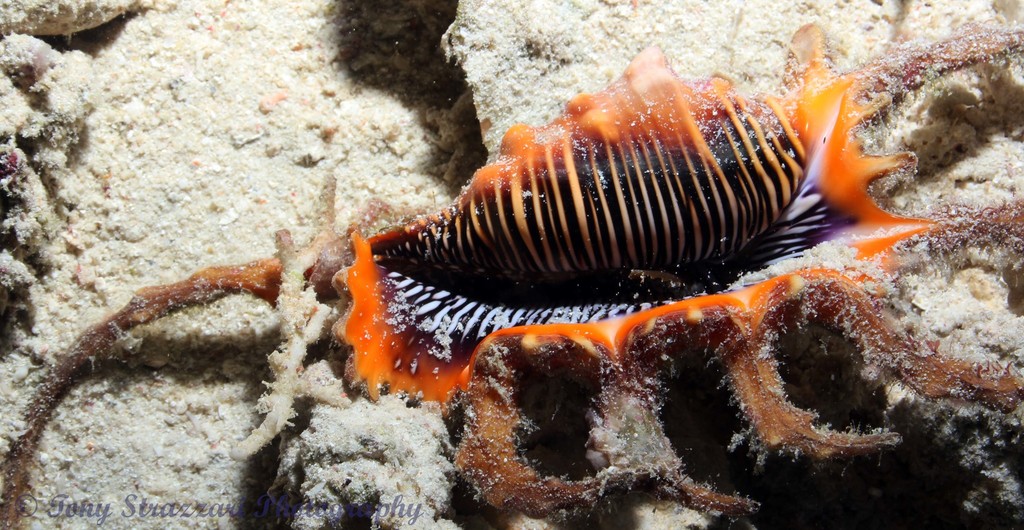 Spider Conches