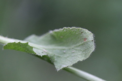 Doronicum plantagineum